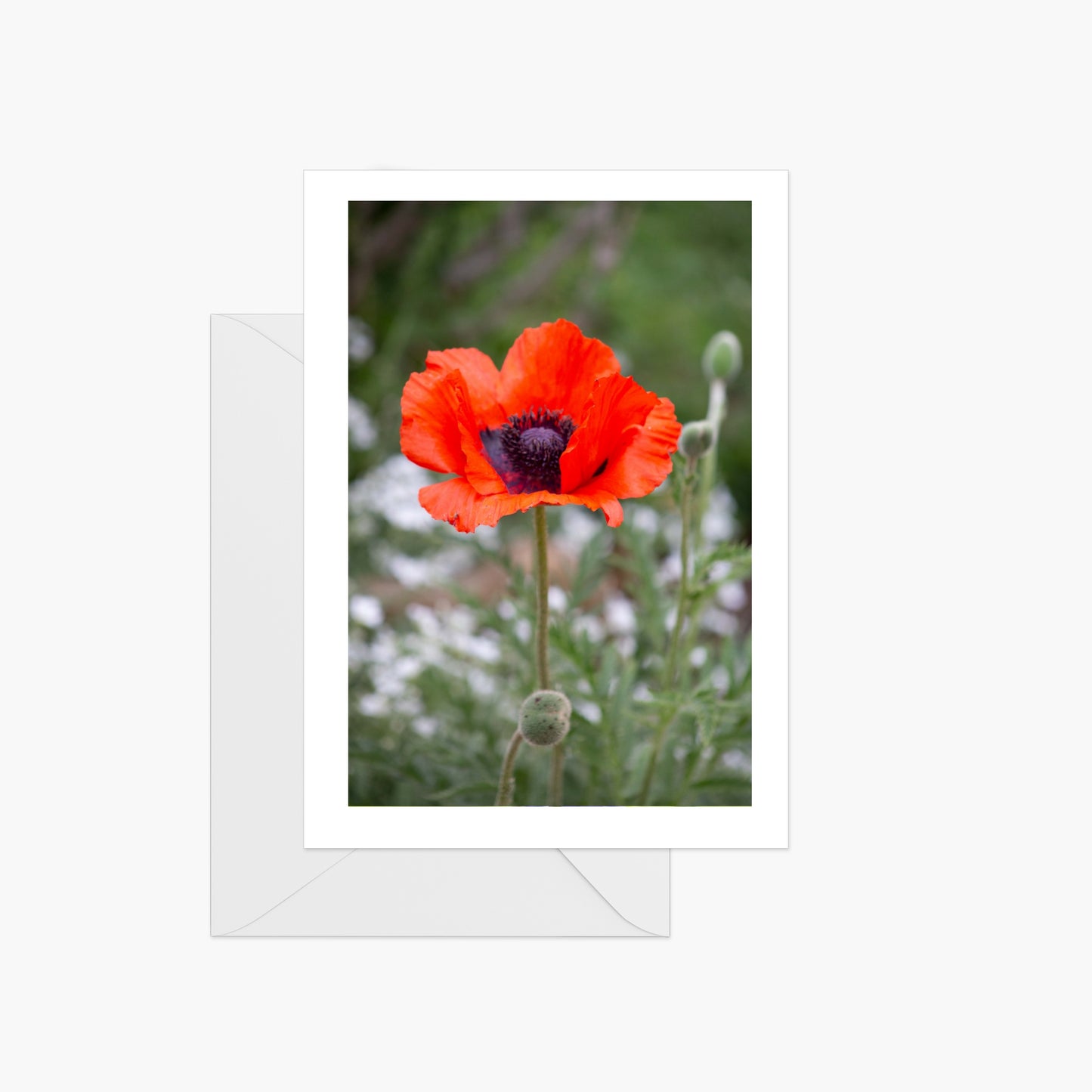 Red Poppy Flower Fields