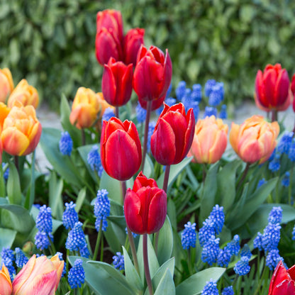 Red Tulips