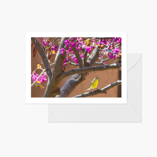 Redbud Tree with Gold Finch