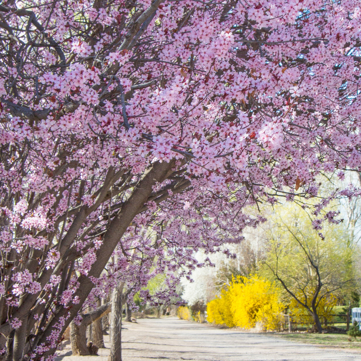 Minnesota Spring Pathway Spring Pathways – Cards by Miriam Hall