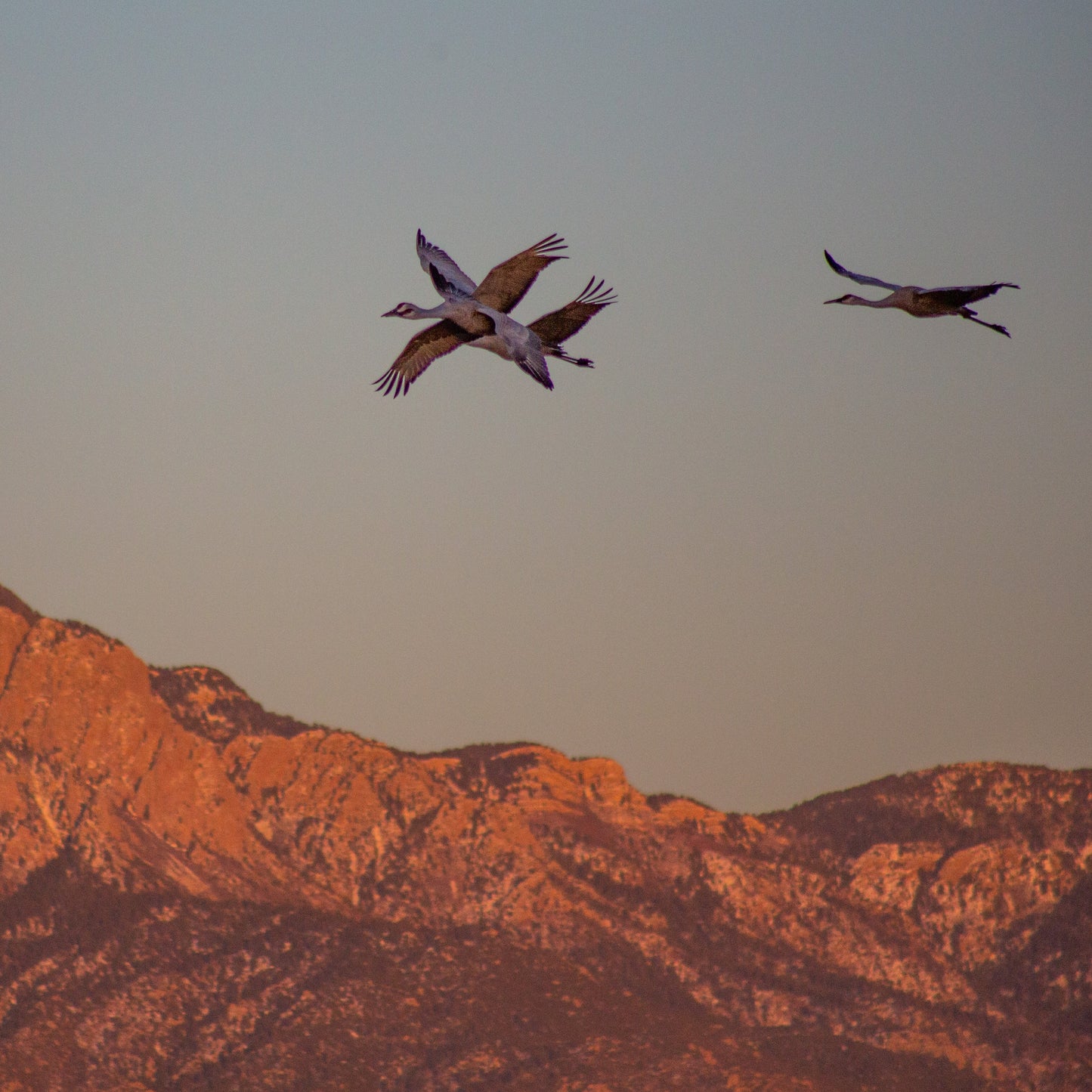 Three Crane at Sunset