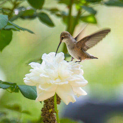 White Rose with Hummingbird