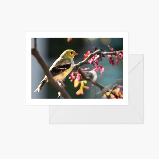 Blossoming Red Bud Tree with Gold Finch