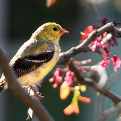 Blossoming Red Bud Tree with Gold Finch
